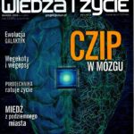 Czip w mózgu